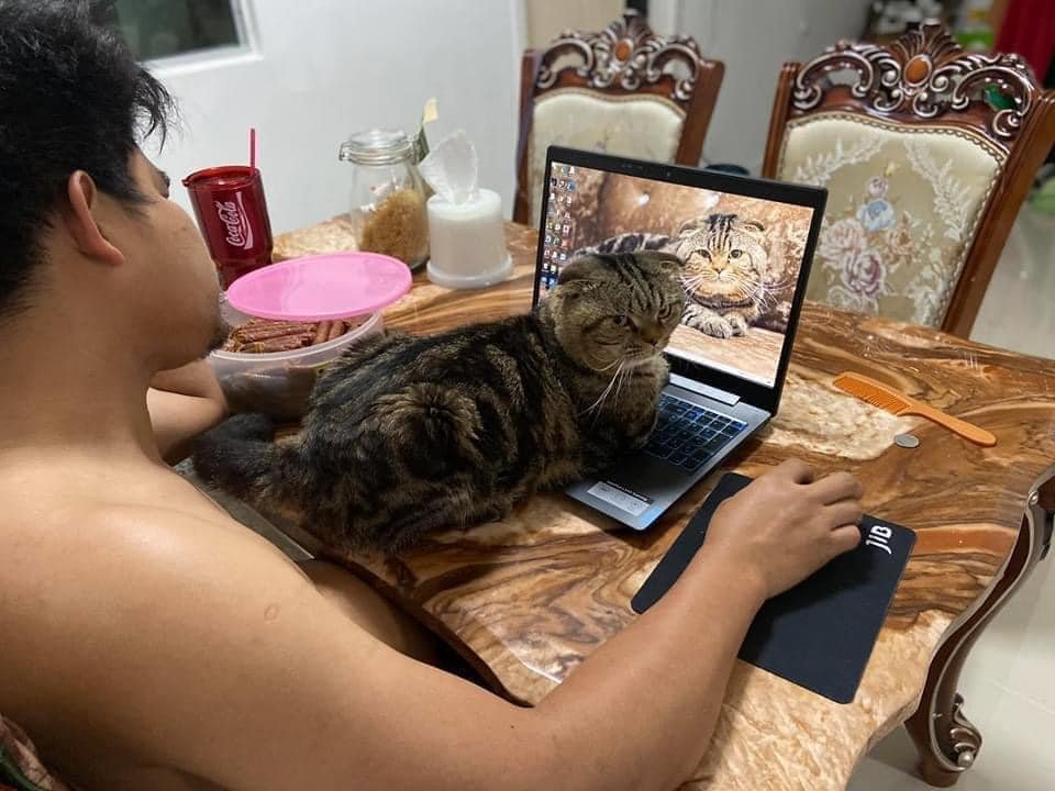Esposa documenta en fotografías cómo este gato le robó a su esposo 14 Gato sobre la computadora