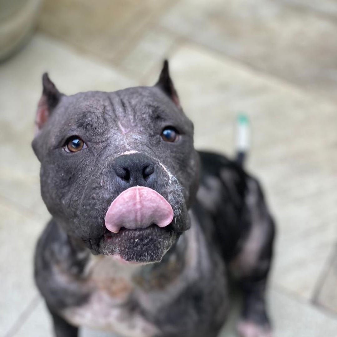 Hermosa perrita