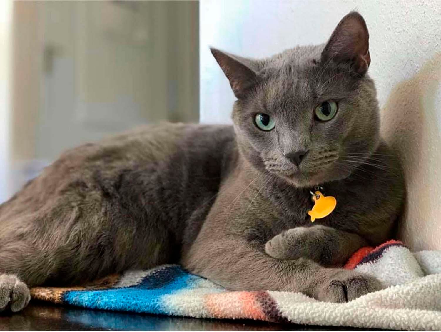 Familia estaba planeando adoptar un gatito hasta que vieron a este gato de cara triste 2 Hermoso gato gris