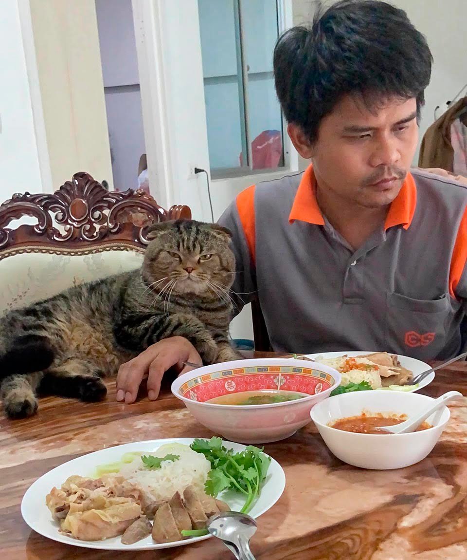 Esposa documenta en fotografías cómo este gato le robó a su esposo 12 Hora de la cena