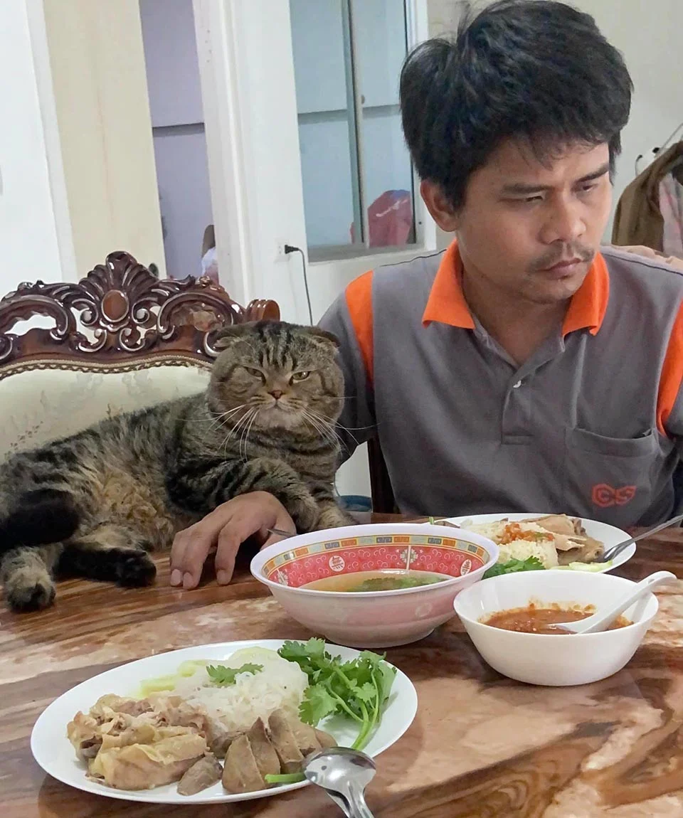 Esposa documenta en fotografías cómo este gato le robó a su esposo 3 Hora de la cena