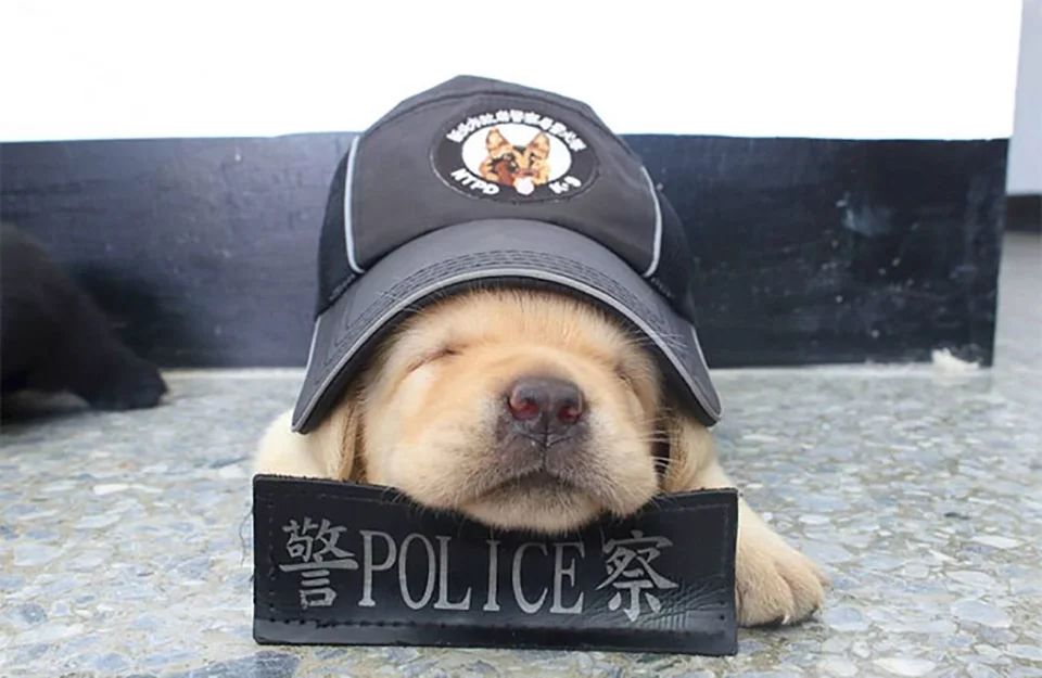 Cachorro con gorra de policía durmiendo Cachorro con gorra de policía durmiendo