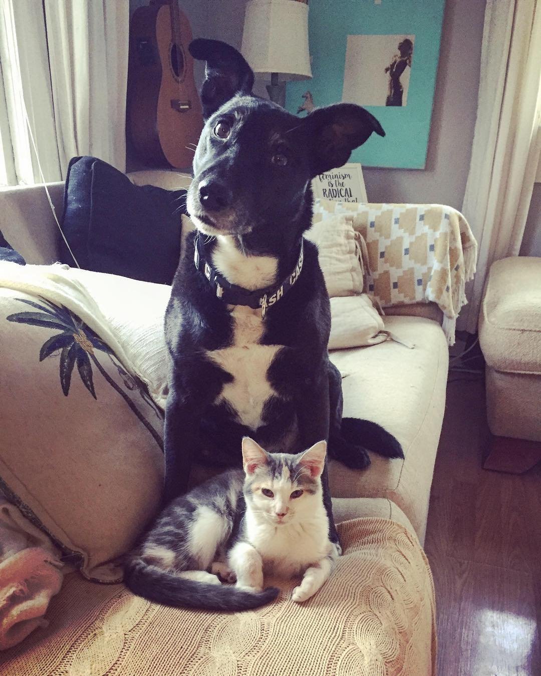 Este perro es demasiado educado para pedirle al gato que se levante de la cama 5 Mascotas compartiendo