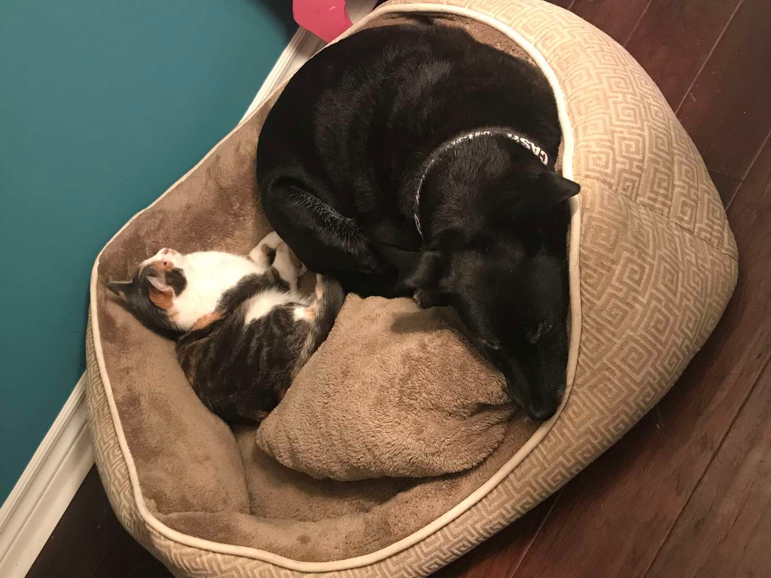 Este perro es demasiado educado para pedirle al gato que se levante de la cama 3 Mascotas durmiendo