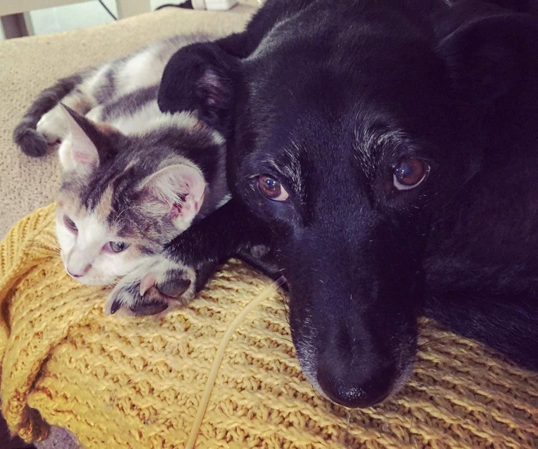 Este perro es demasiado educado para pedirle al gato que se levante de la cama 1 Mascotas en el sofá