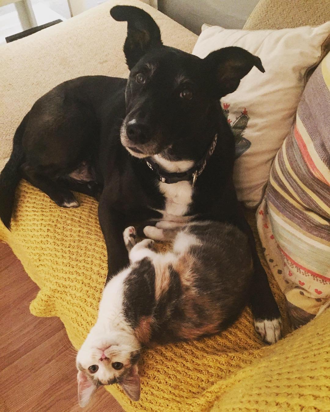 Este perro es demasiado educado para pedirle al gato que se levante de la cama 2 Perro demasiado educado para mover al gato
