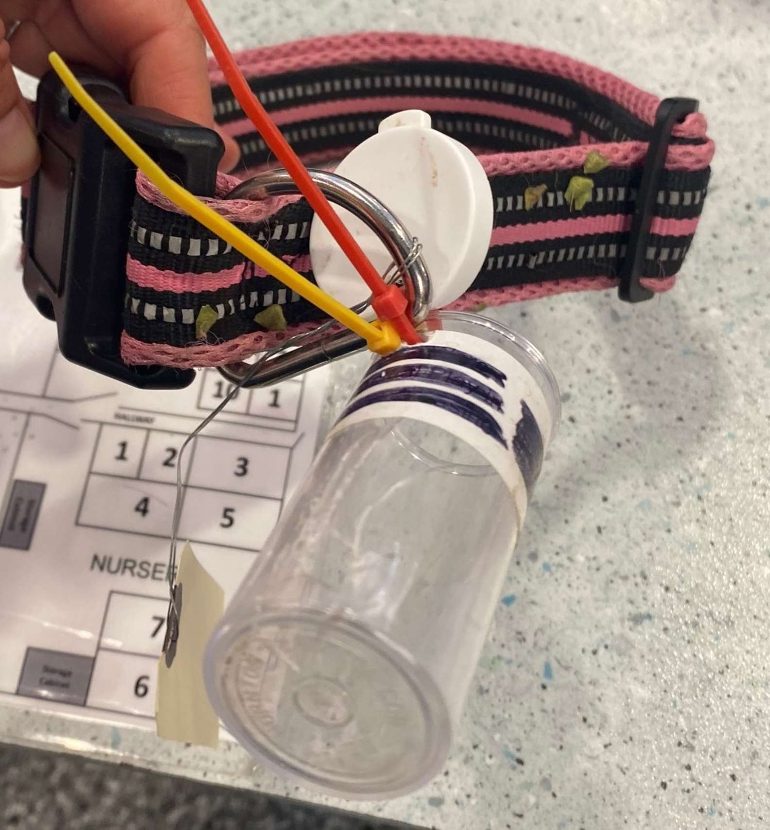 Perrita es encontrada con un mensaje dentro de una botella en su collar 7 Mensaje en una botella