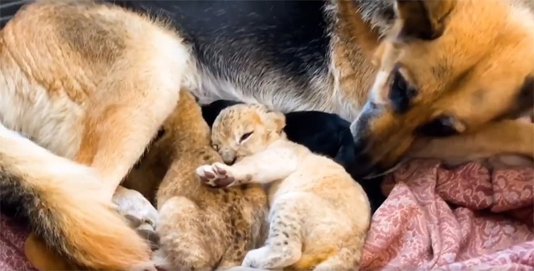 Pastor alemán cría a dos cachorros de león después de que su madre los rechazara 13 Pastor alemán cría bebés