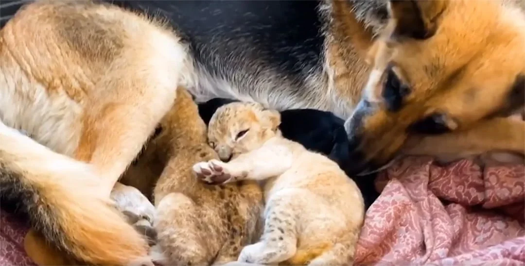 Pastor alemán cría bebés