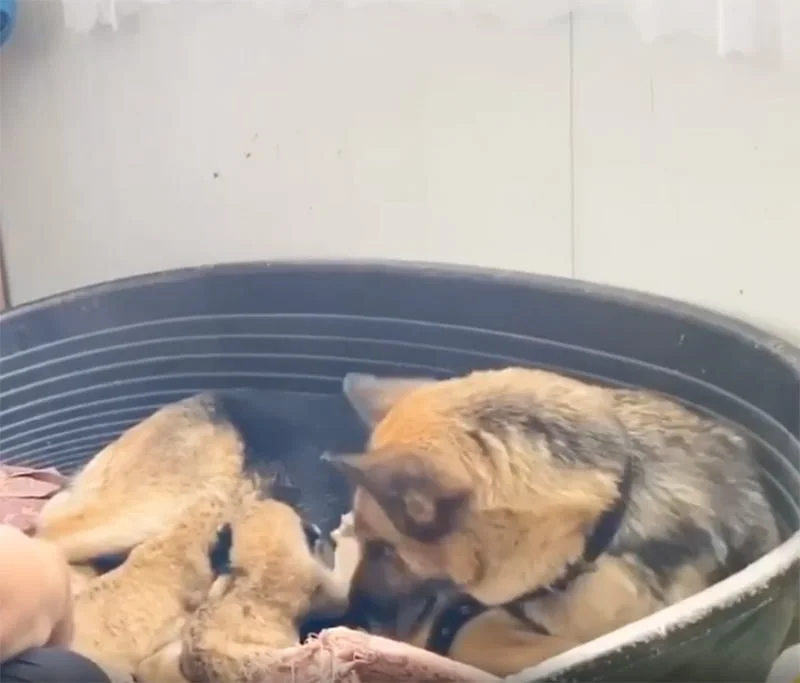 Pastor alemán cría leones