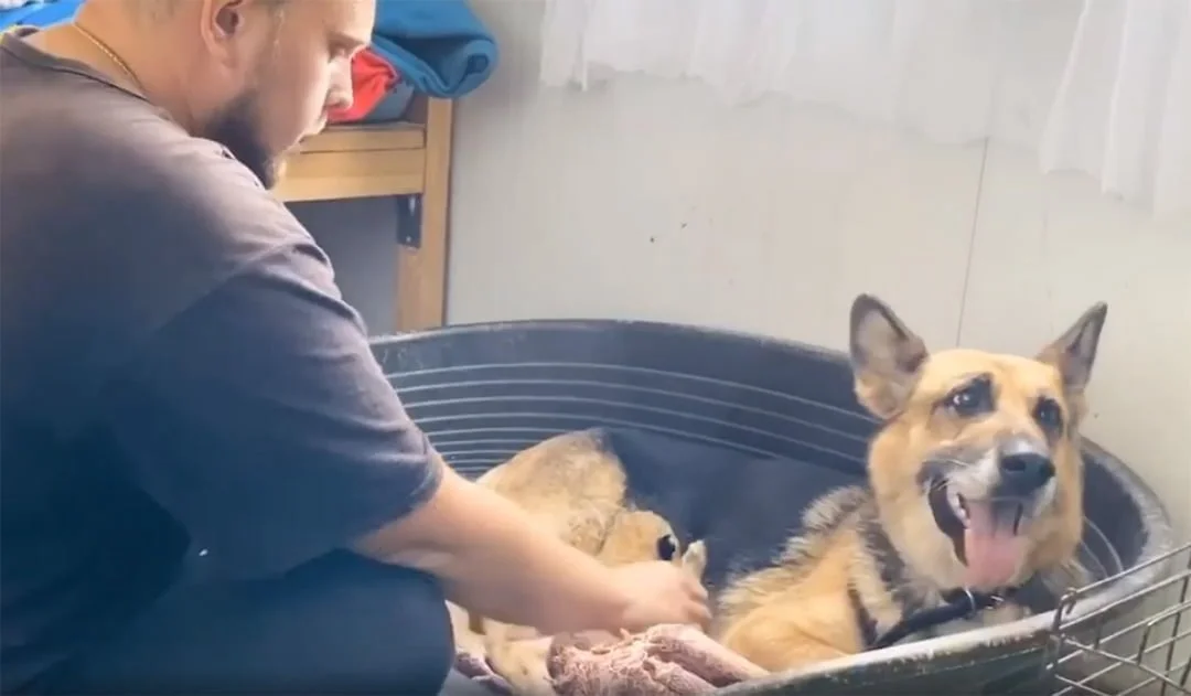 Pastor alemán cría