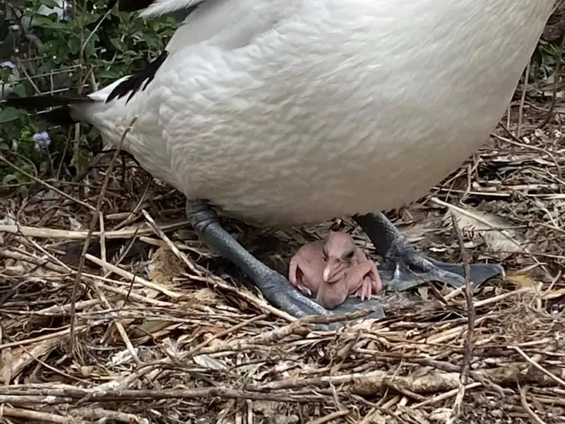 Pequeño bebé pelícano