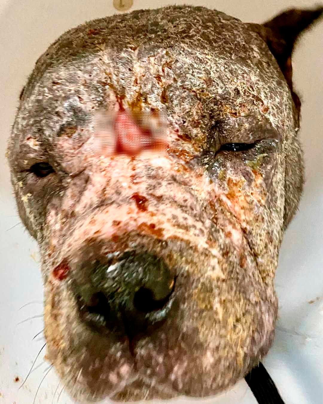 Perrita abandonada