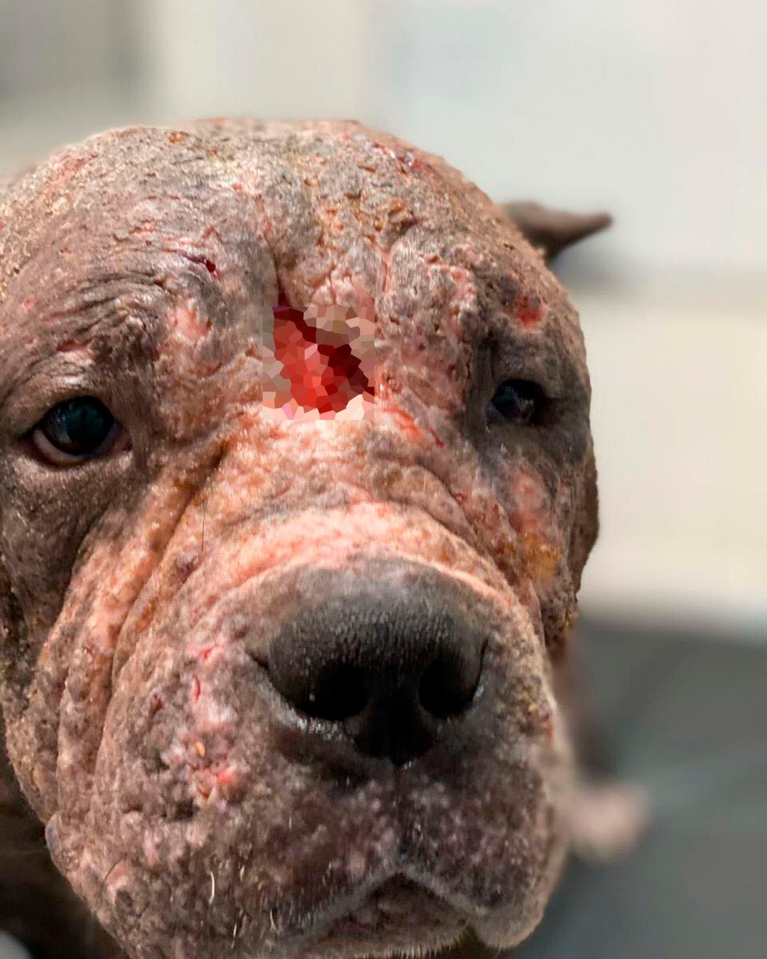 Perrita sanando heridas