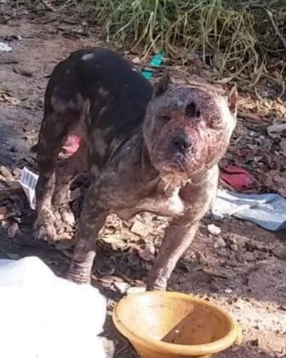 Perrita sola en un bosque