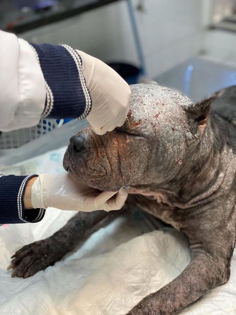 Perrito estaba solo en el bosque