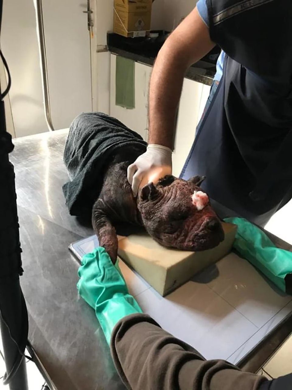 Perrito es atendido en clínica