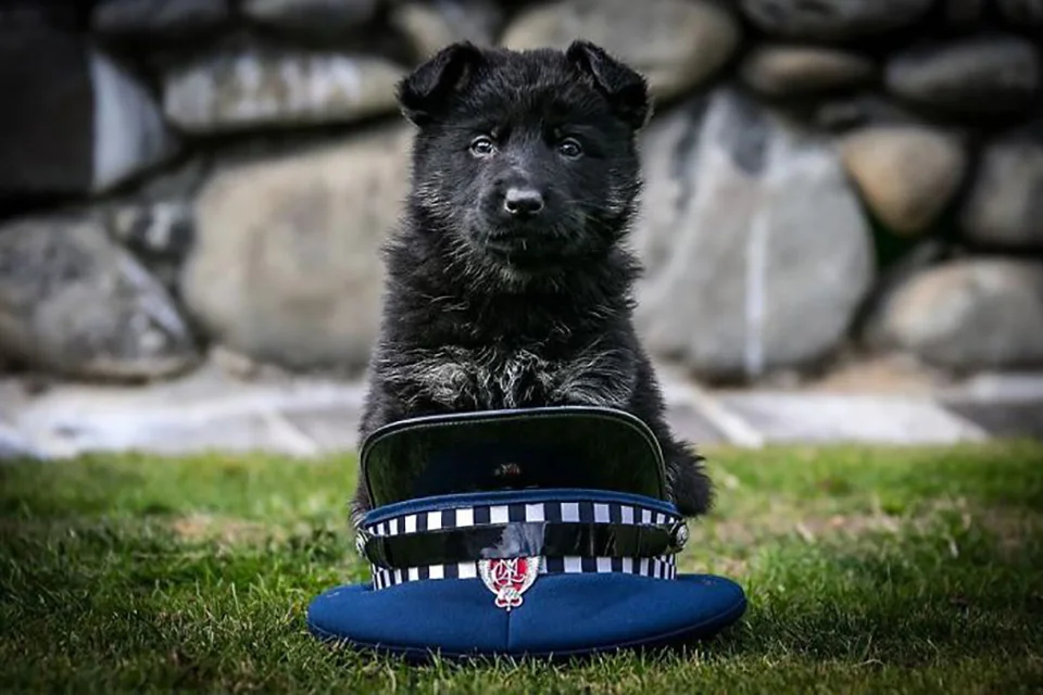 Perrito sobre sombrero de policía Perrito sobre sombrero de policía