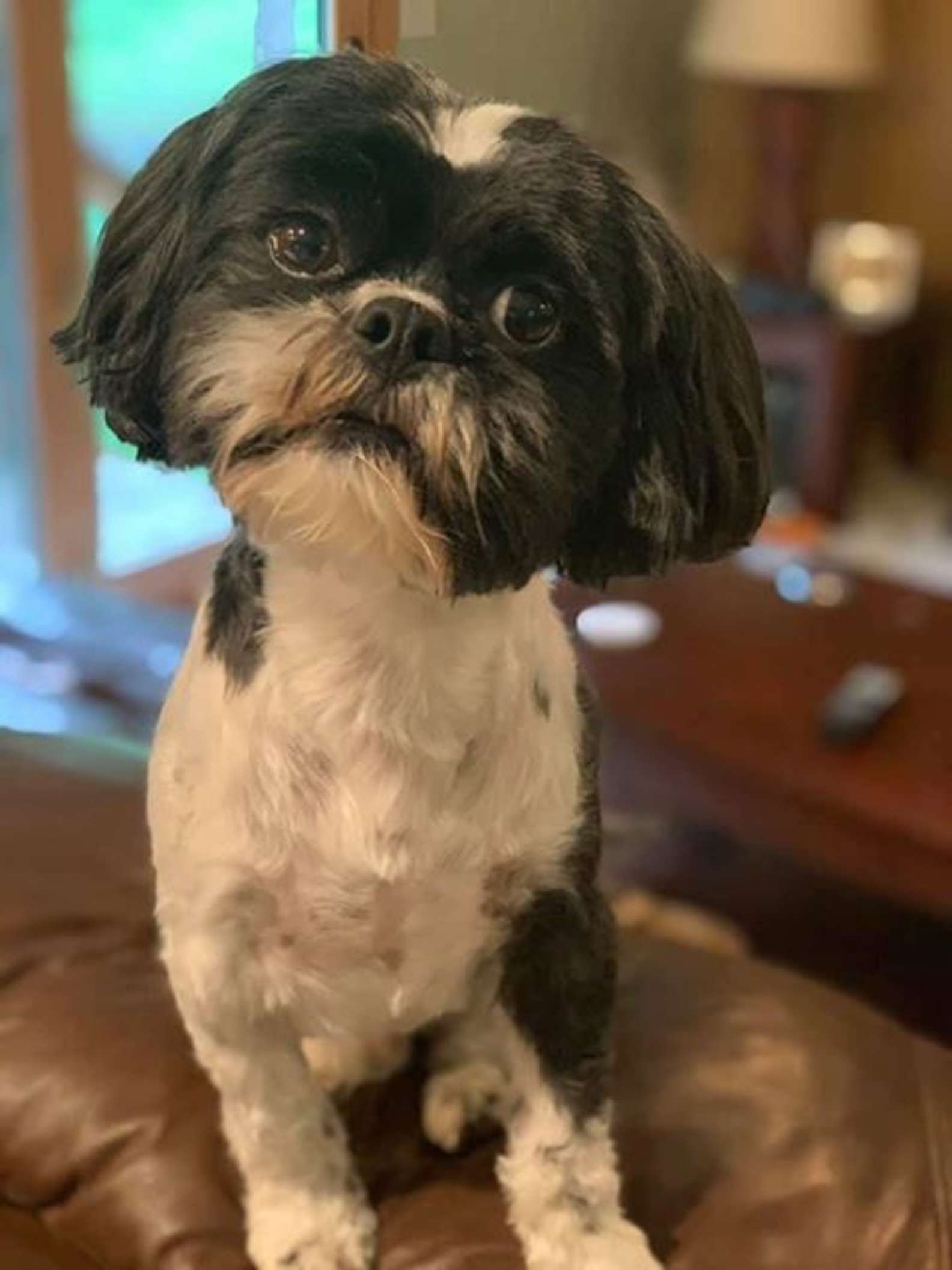 Perrito se niega a comer hasta que su comida de 'transforme' en comida para personas 4 Perrito travieso
