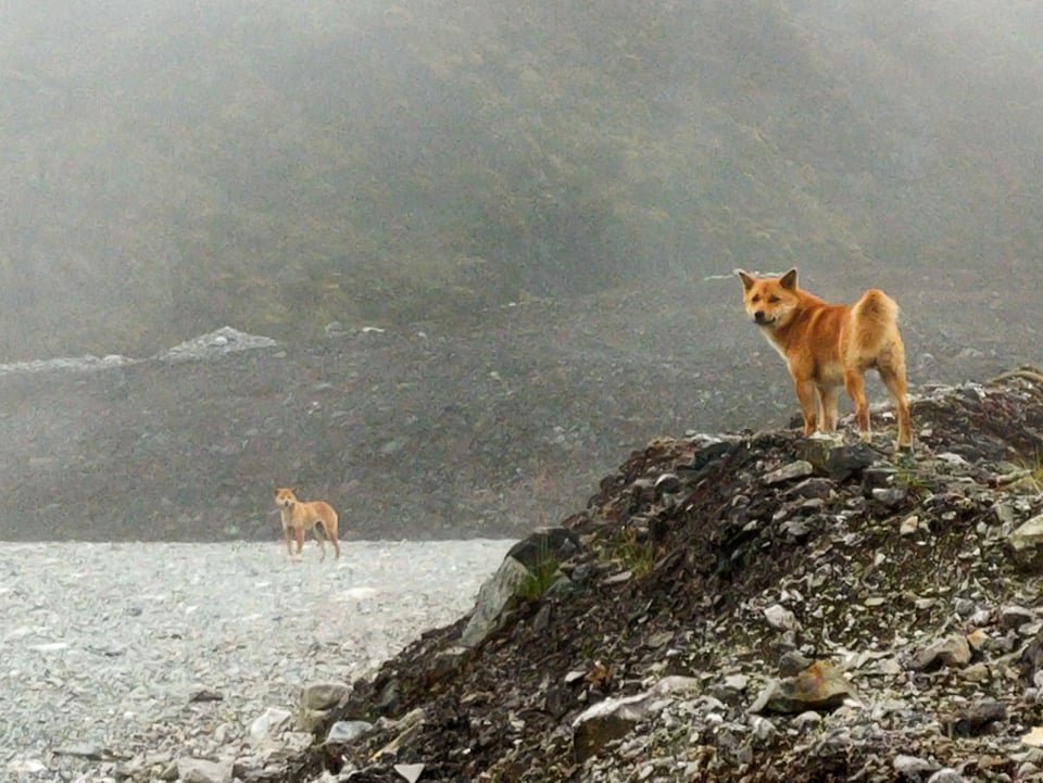 Perro cantor de Nueva Guinea