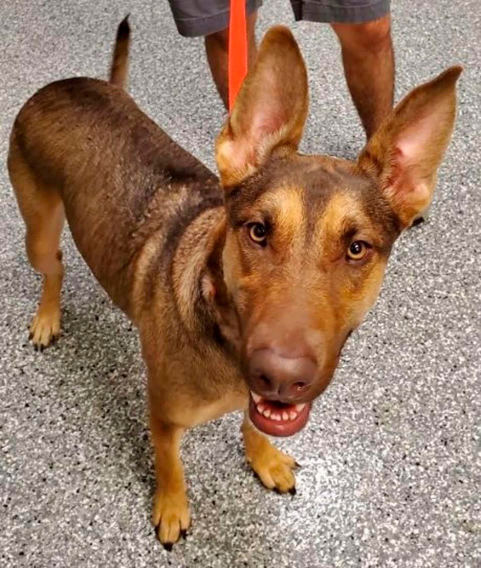 Perrita es encontrada con un mensaje dentro de una botella en su collar 6 Perro con mensaje en una botellla