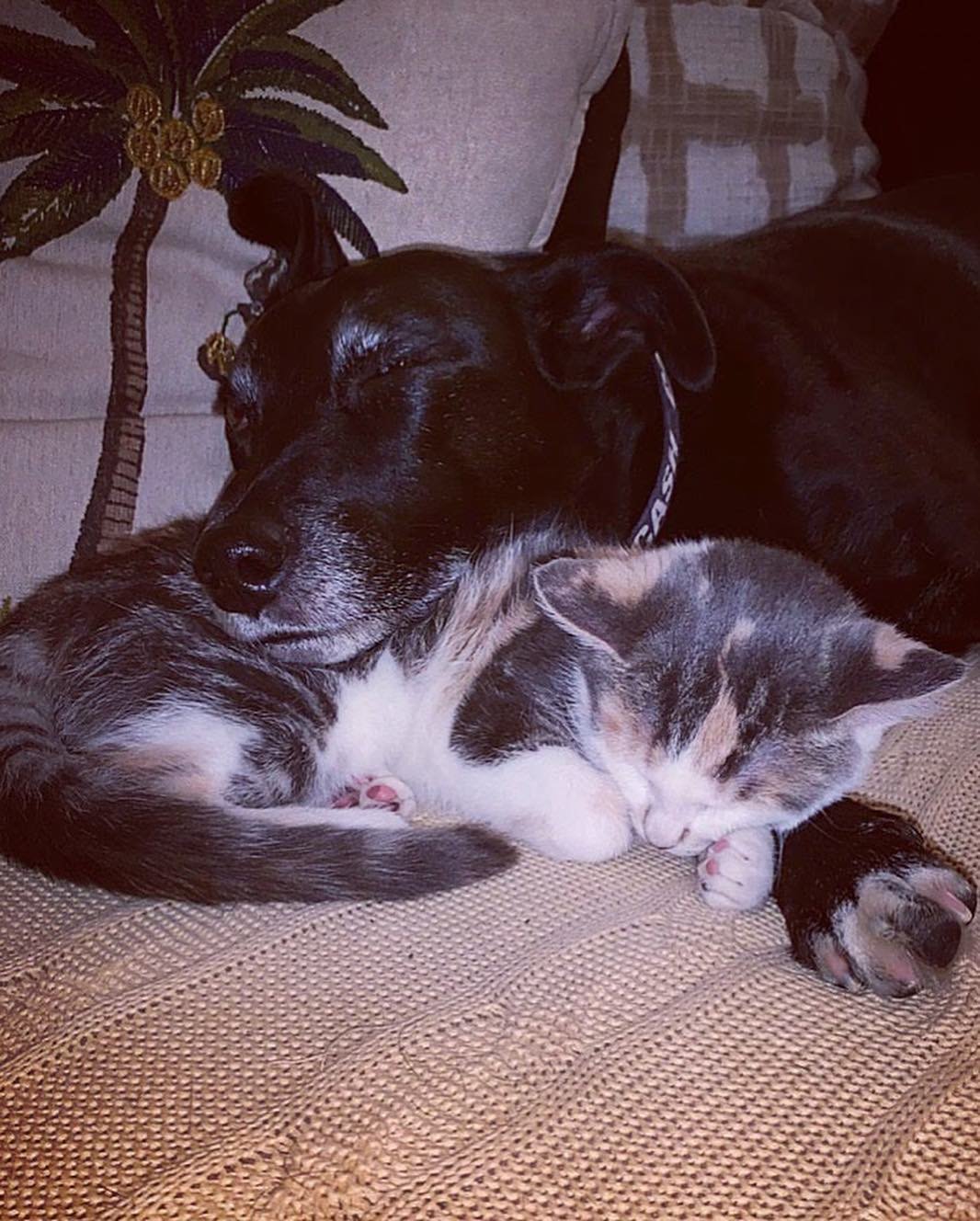 Este perro es demasiado educado para pedirle al gato que se levante de la cama 4 Perro demasiado educado y gatito tomando siesta