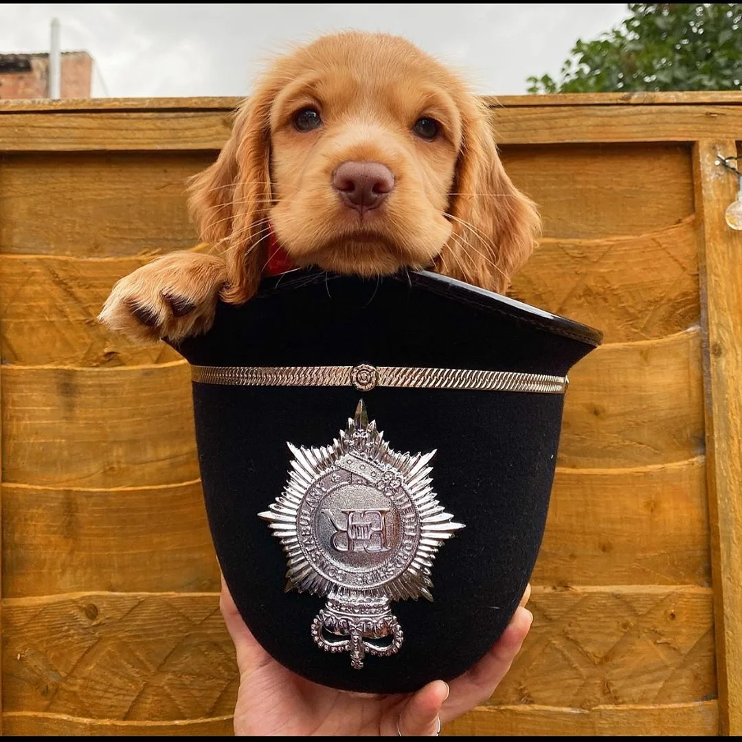 Perro en sombrero de policía Perro en sombrero de policía