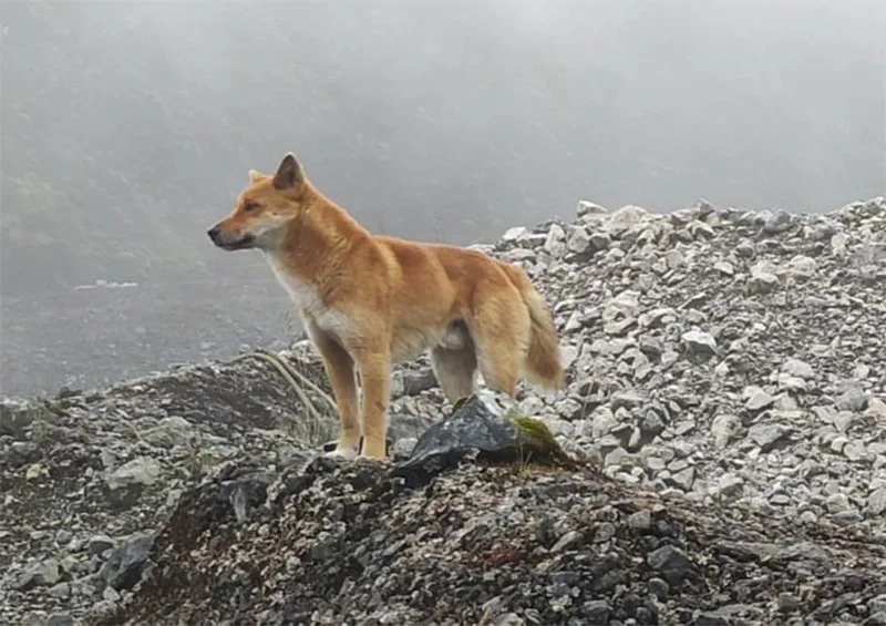 Perro reaparece en las montañas