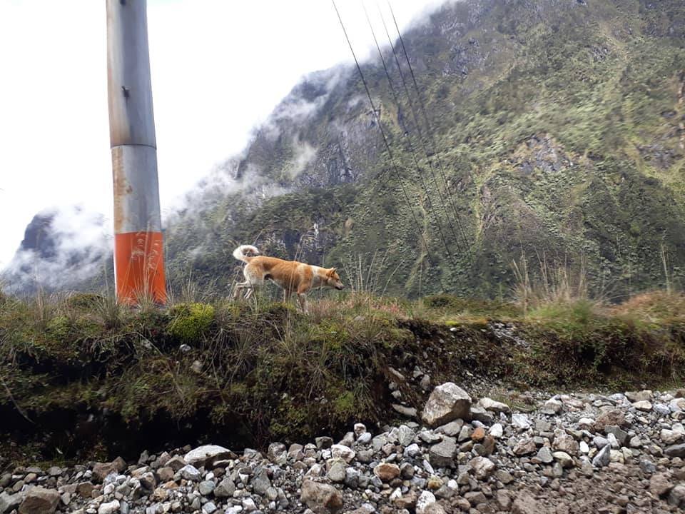 Perro salvaje