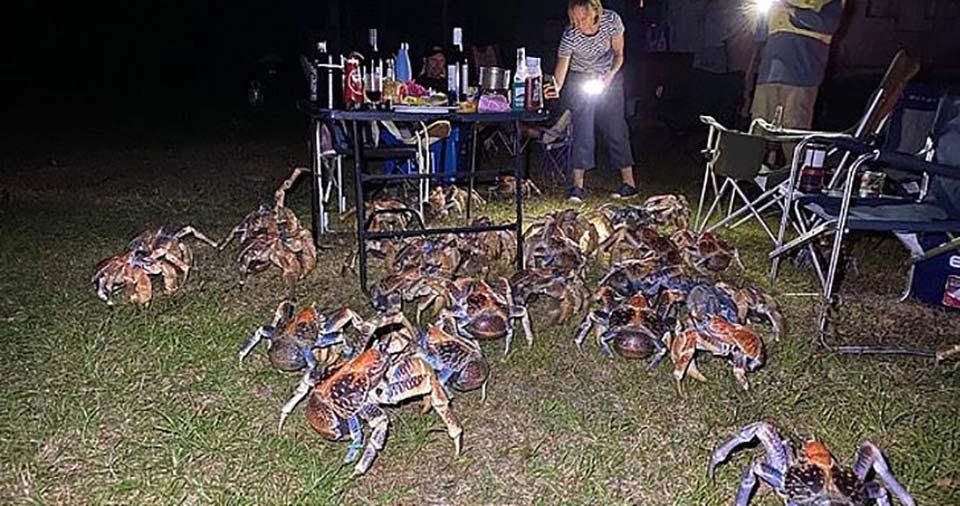 Una multitud de cangrejos gigantes decidió aparecerse en un picnic familiar 10 Picnic familia