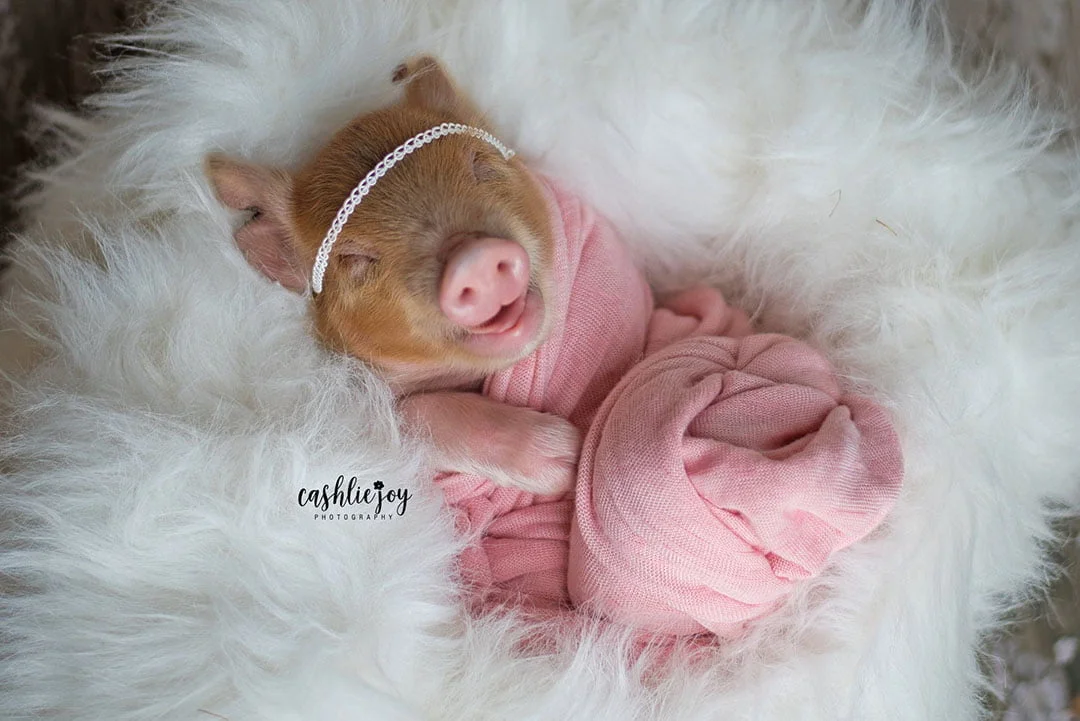 Pig foto sesion Pig foto sesion
