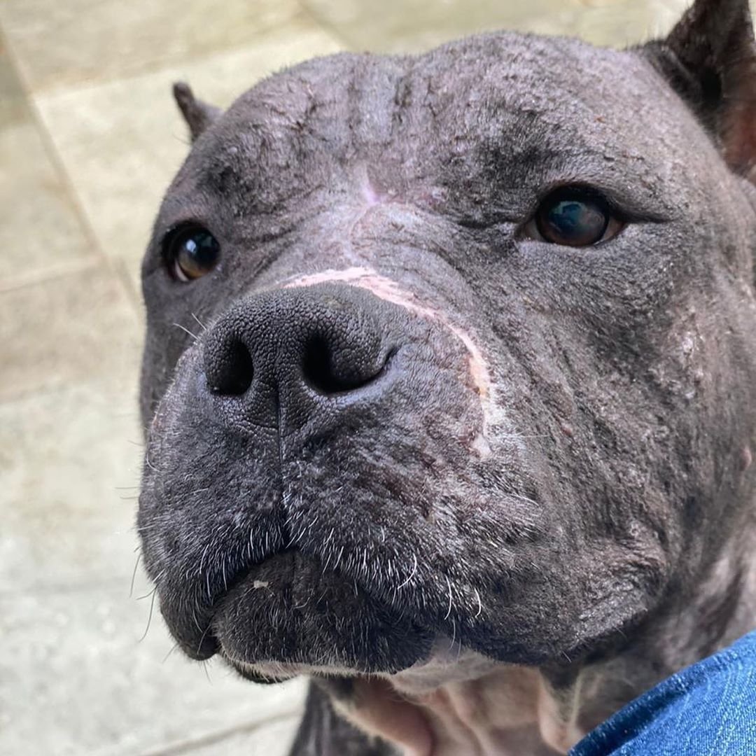 Pitbull en recuperación