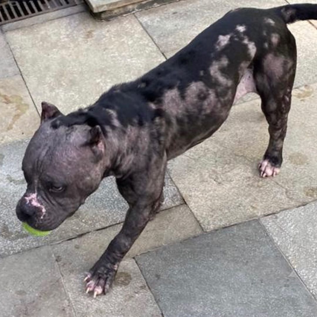 Pitbull en recuperación