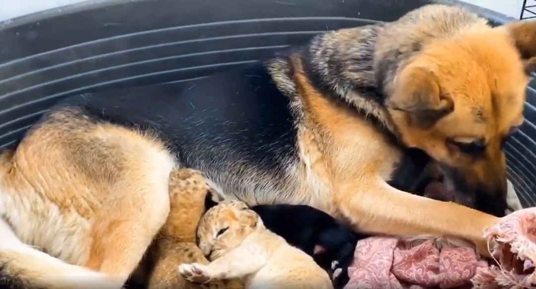 Pastor alemán cría a dos cachorros de león después de que su madre los rechazara 10 Sandra cuidando cachorros
