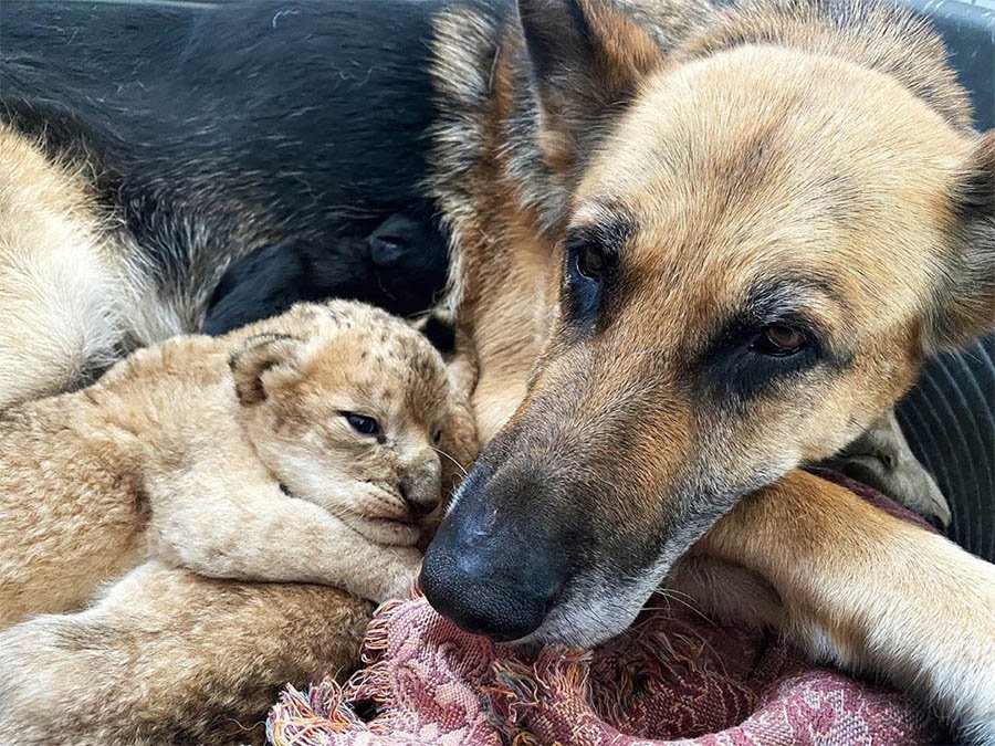 Pastor alemán cría a dos cachorros de león después de que su madre los rechazara 14 Sandra cuidando leones