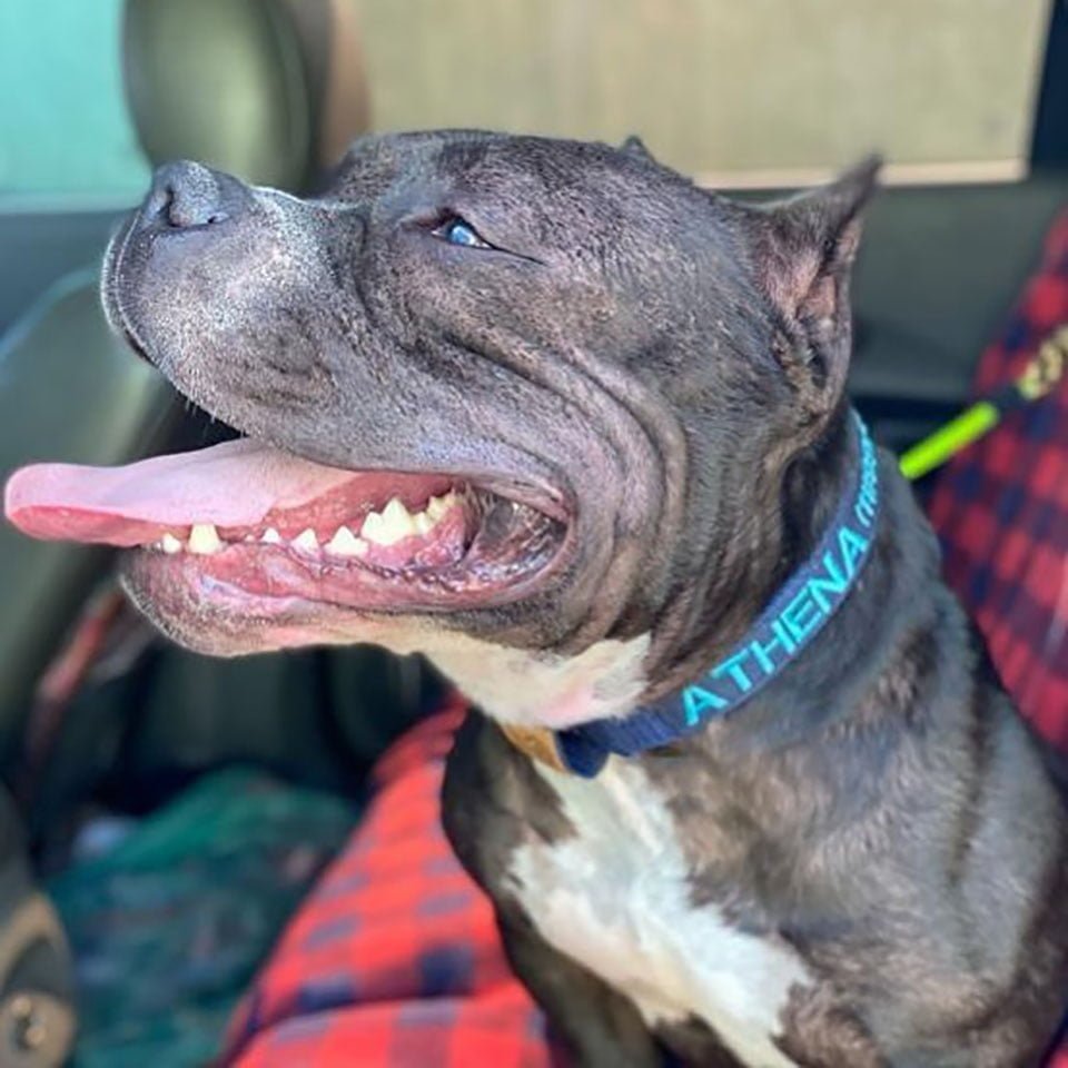 Tierna perrita rescatada