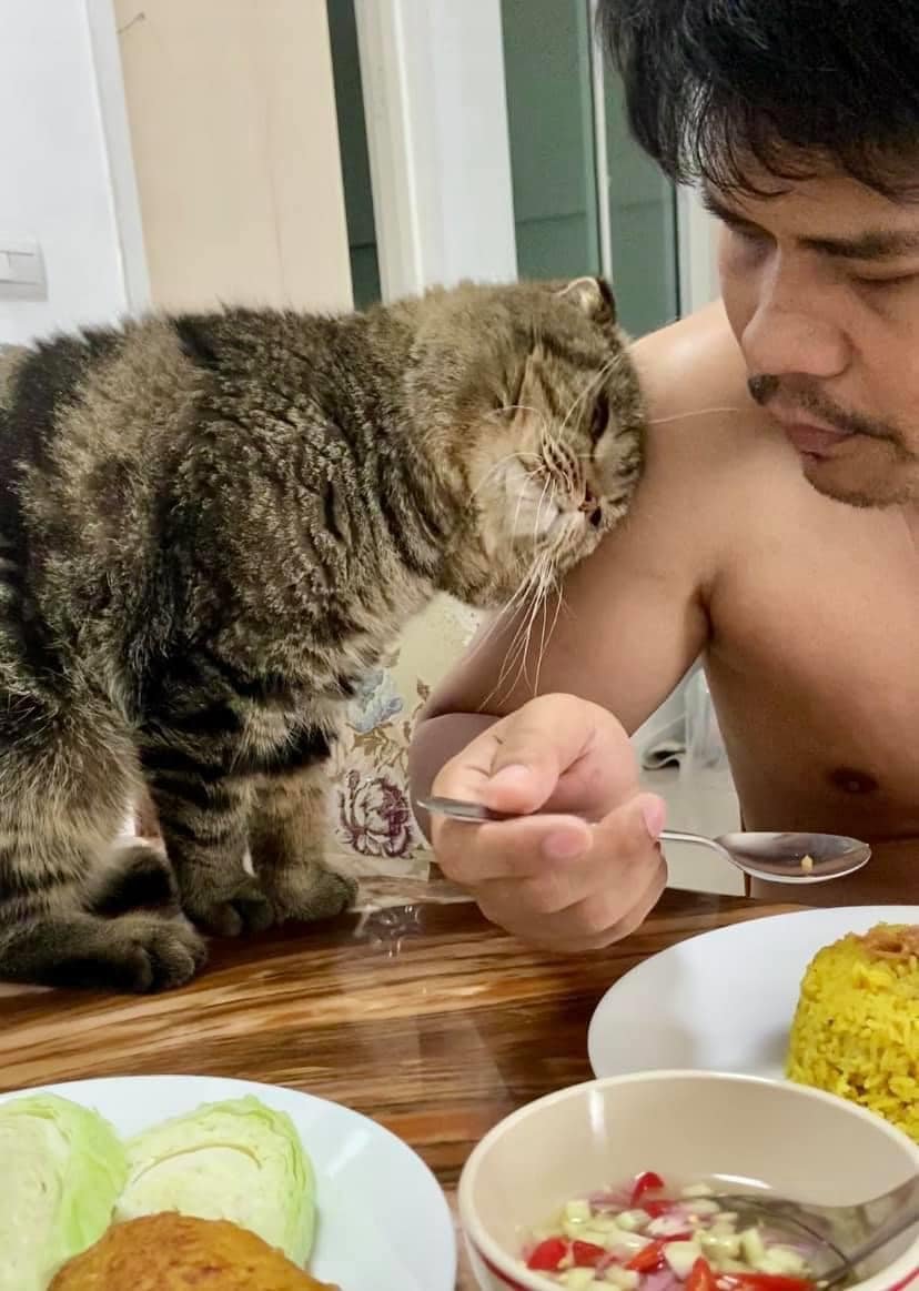 Esposa documenta en fotografías cómo este gato le robó a su esposo 16 gato le robó esposo a mujer