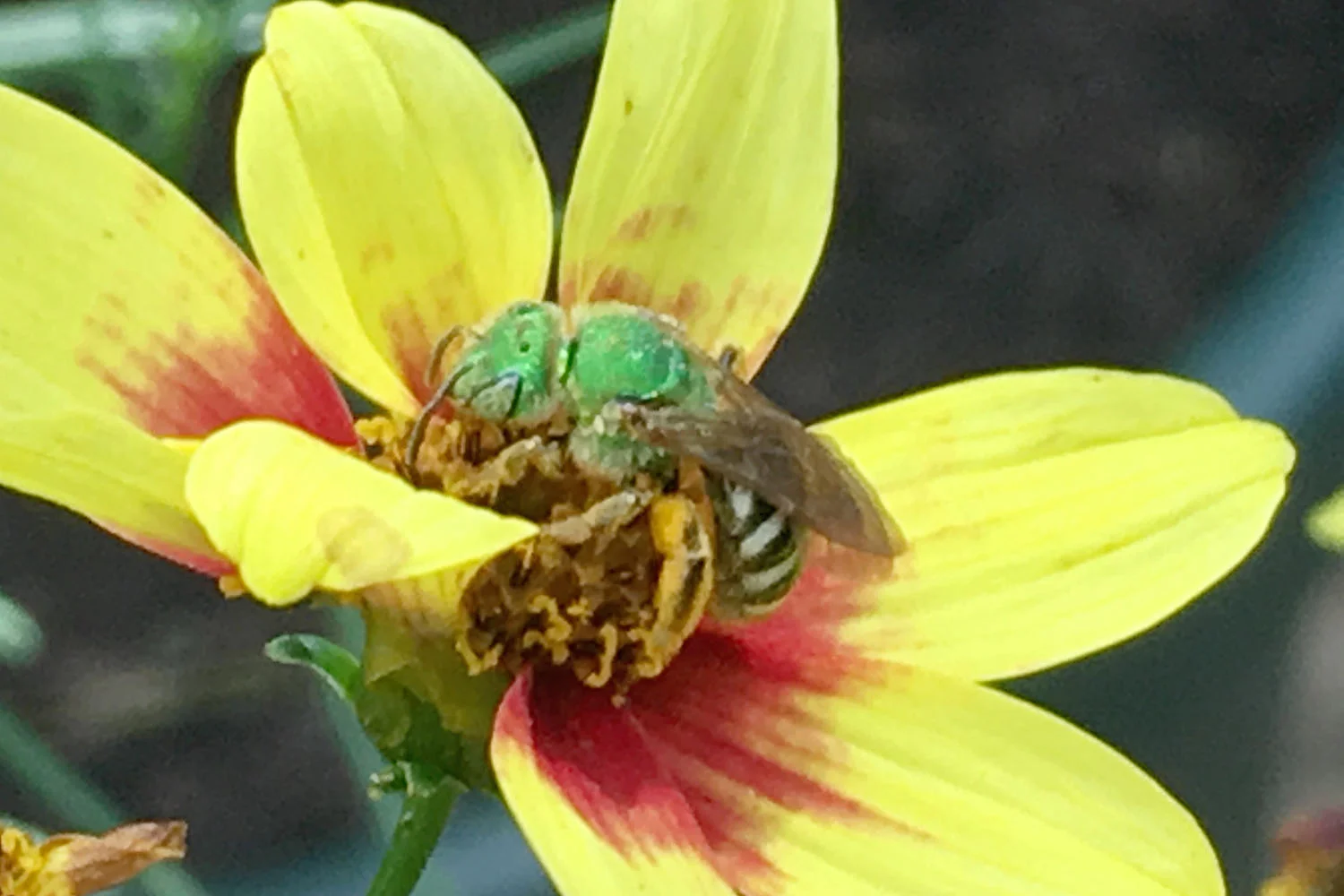 Abejas verde brillante