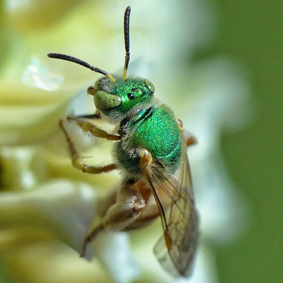 Adorable abeja verde