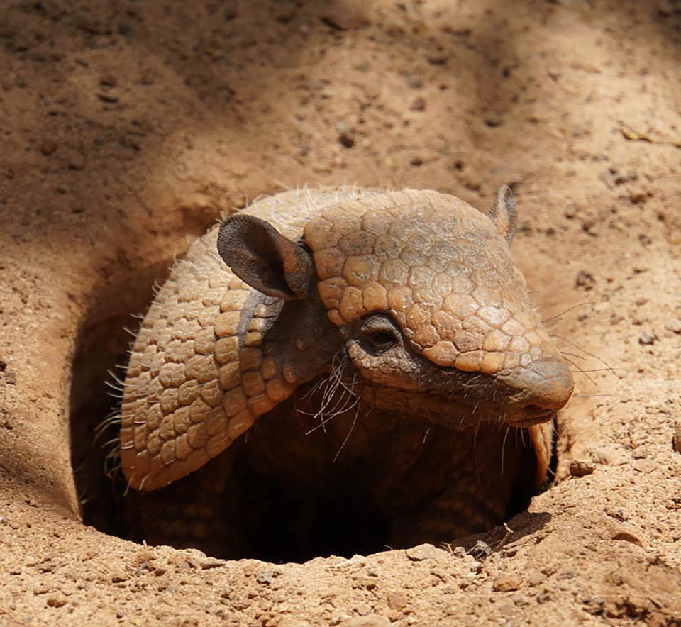 Armadillo
