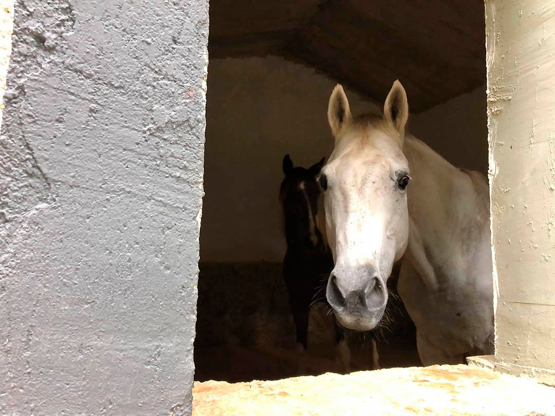 Hombre da refugio a 300 animales sin hogar para protegerlos del huracán Delta 21 Caballos rescatados