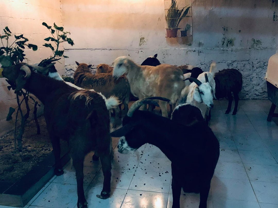 Hombre da refugio a 300 animales sin hogar para protegerlos del huracán Delta 19 Cabras rescatadas