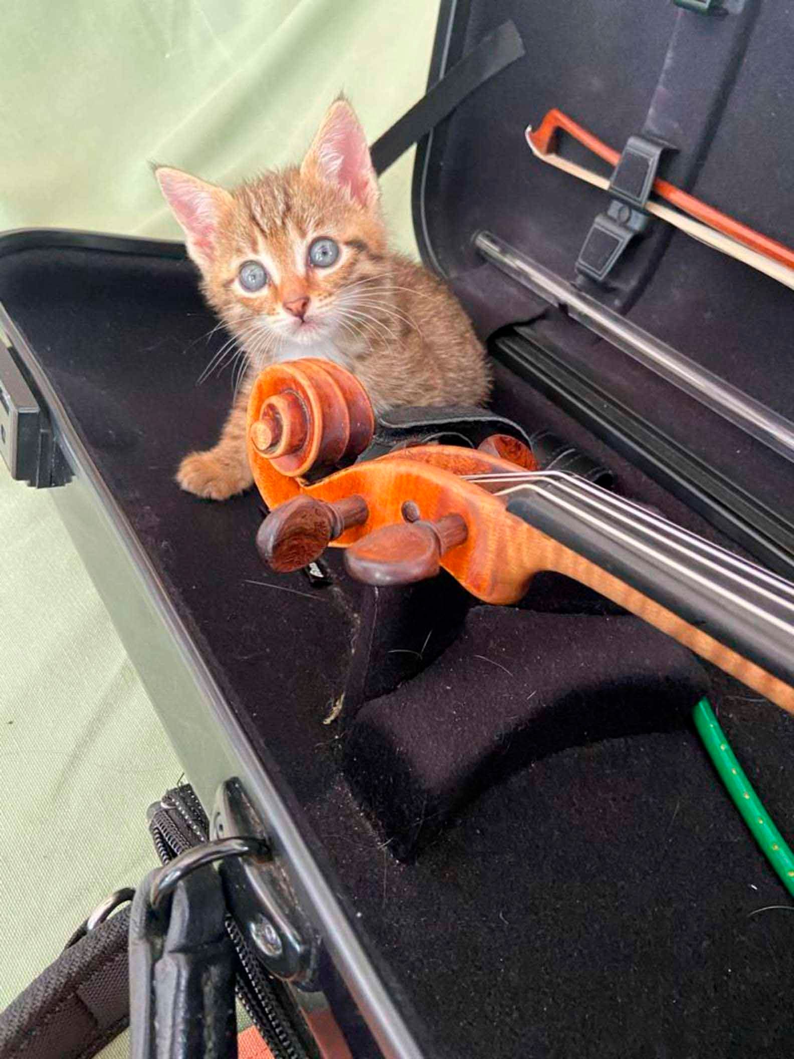 Gatito y violín