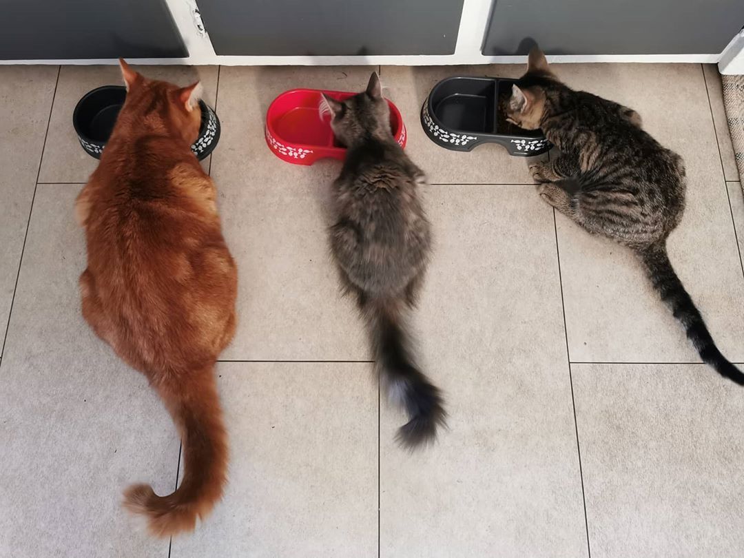 Gatitos cenando