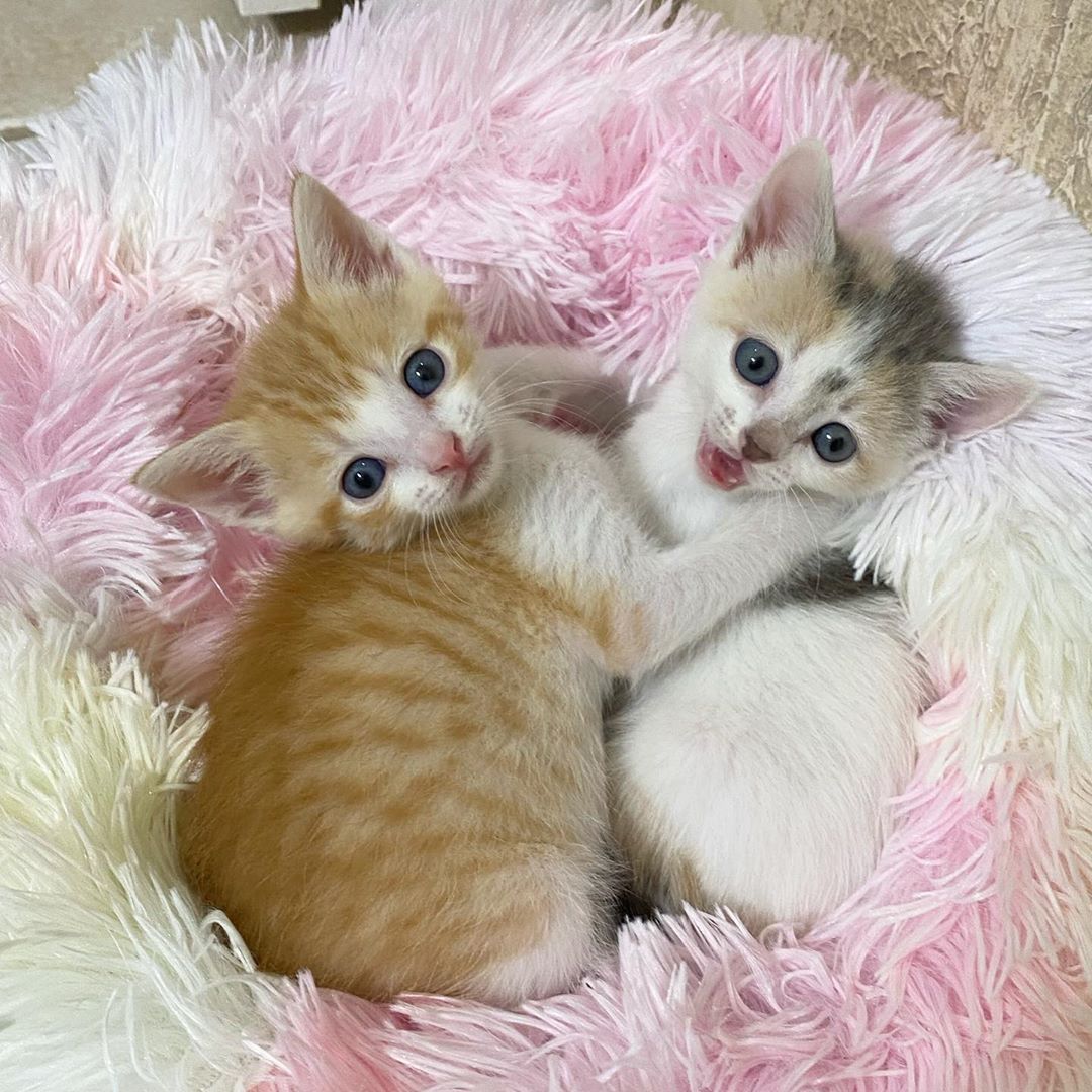Hermosos felinos bebés