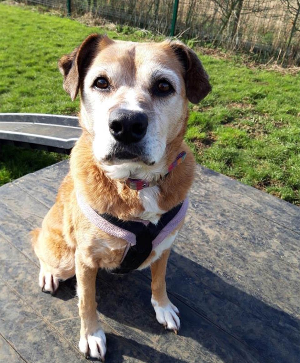 Bóxer que ha pasado 11 años en perreras está desesperada por que una familia la adopte 9 Linda Molly