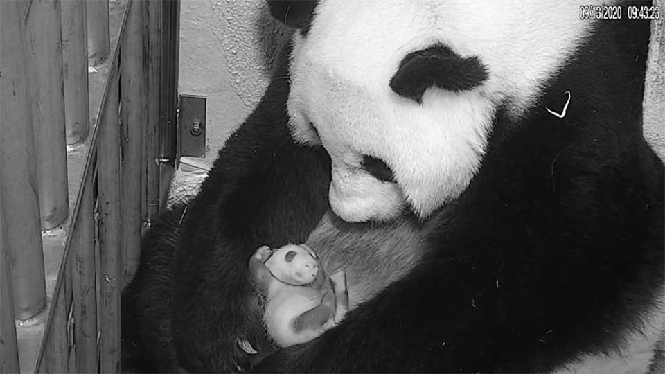 Mamá panda y bebé