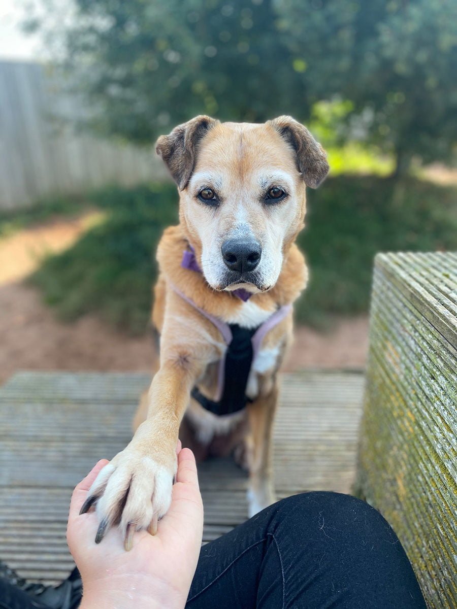 Bóxer que ha pasado 11 años en perreras está desesperada por que una familia la adopte 14 Molly amable