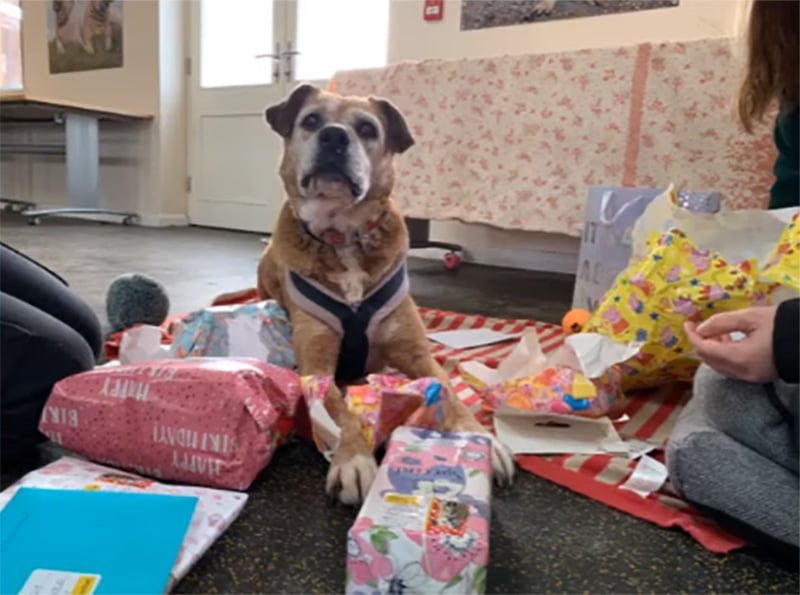 Bóxer que ha pasado 11 años en perreras está desesperada por que una familia la adopte 8 Molly regalos