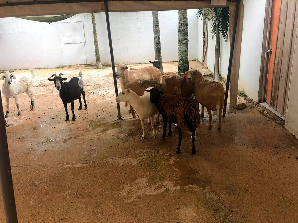 Hombre da refugio a 300 animales sin hogar para protegerlos del huracán Delta 20 Ovejas y cabras rescatadas